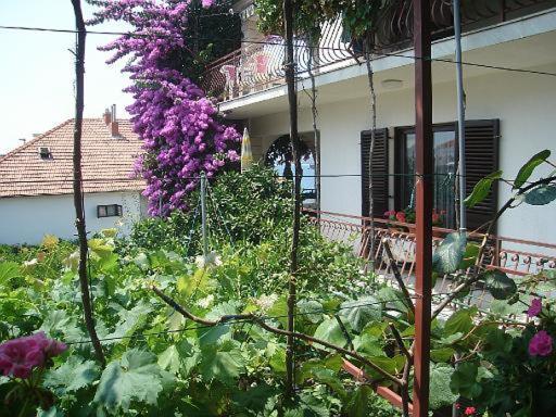 Knez Trogir